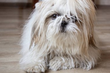 Komik, tüylü köpek Shi Tzu ışık duvarına karşı ürer. Yakın plan. Arka plan. Bir yazıt için yer.