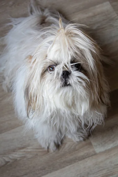 光の壁に対して面白いShaggy犬市Tzu品種 接近中だ 背景だ 碑文の場所 — ストック写真