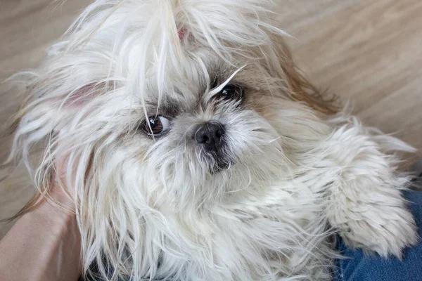 Roliga Shaggy Hund Shi Tzu Ras Mot Ljus Vägg Närbild — Stockfoto