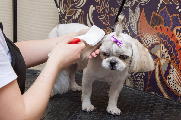 Dueño Corta Perro Shi Tzu Con Clipper Primer Plano Lugar —  Fotos de Stock