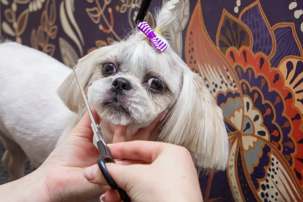 Dueño Corta Perro Shi Tzu Con Clipper Primer Plano Lugar —  Fotos de Stock