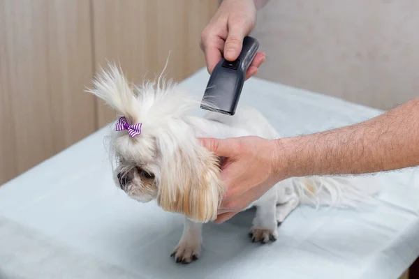 Ägaren Skär Shi Tzu Hund Med Clipper Närbild Plats För — Stockfoto