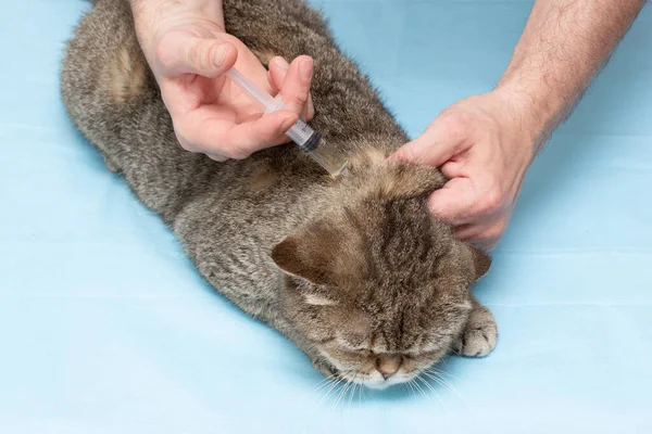 Veterinární Lékař Dává Pruhované Kočky Klíšťata Blechy Vakcíny Kohoutky Zvířecí — Stock fotografie