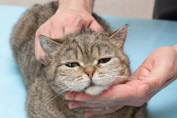 Veterinární Lékař Dává Pruhované Kočky Klíšťata Blechy Vakcíny Kohoutky Zvířecí — Stock fotografie