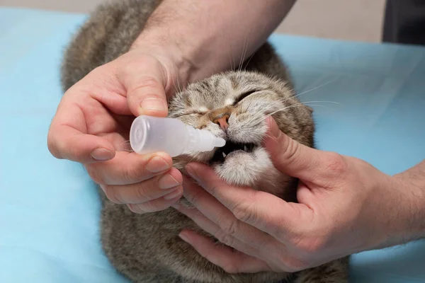 Majitel Dává Kočce Kapky Léčbu Pečování Prohlídka Kočky Léčba Zvířat — Stock fotografie