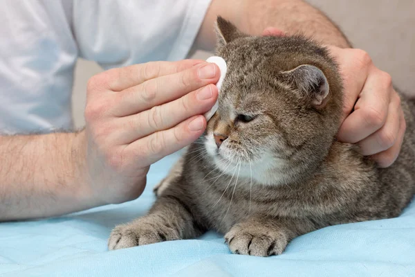 家猫卫生 店主用棉垫擦拭他的耳朵和眼睛 宠物狗照顾 登记的地点 — 图库照片