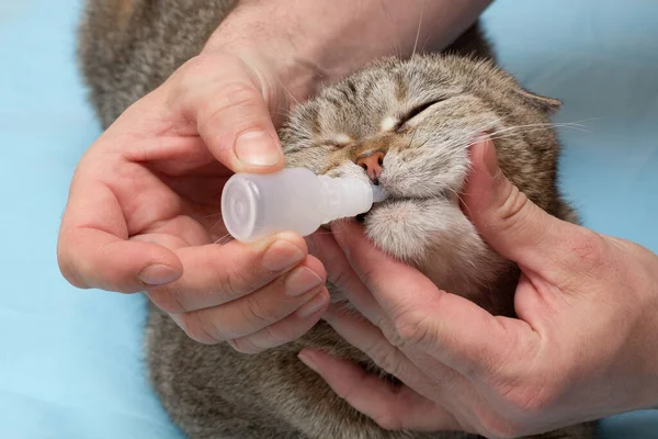 Majitel Dává Kočce Kapky Léčbu Pečování Prohlídka Kočky Léčba Zvířat — Stock fotografie