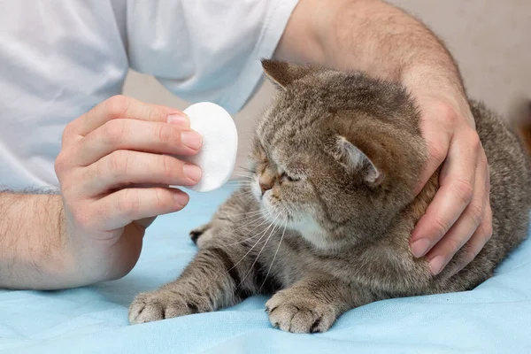 Domestic cat hygiene. The owner cleans his ears and rinses his eyes with a cotton pad. Pet care. Close-up. Place for an inscription.