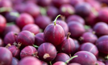 Olgun bektaşi üzümü. Yakın plan. Yazı için uygun bir yer. Arkaplan.