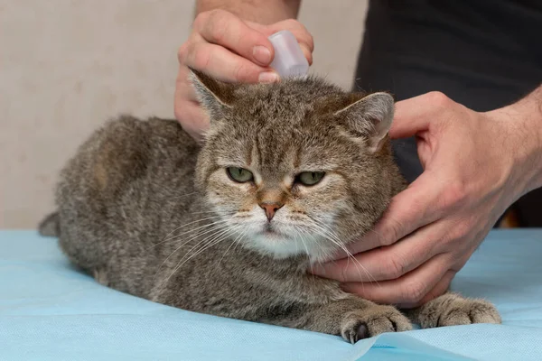 主人对这只猫进行了预防性检查 洗耳恭听滴水不漏宠物狗照顾 登记的地方 复制空间 — 图库照片