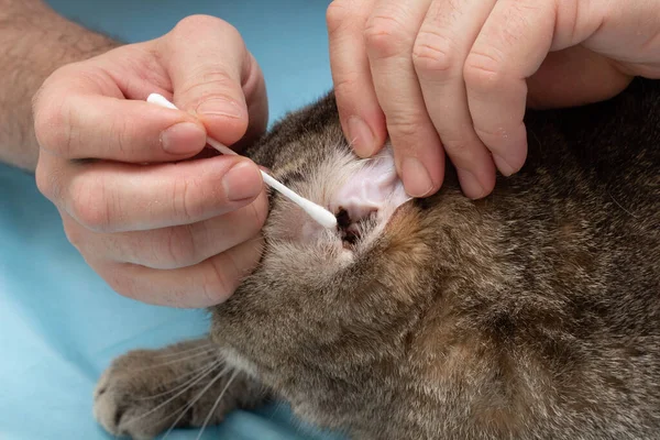 Domácí Hygiena Koček Majitel Čistí Uši Vypláchne Oči Vatou Zvířecí — Stock fotografie