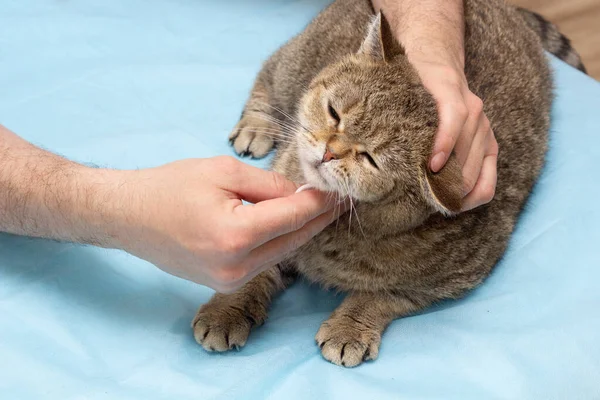 家猫卫生 店主用棉垫擦拭他的耳朵和眼睛 宠物狗照顾 登记的地点 — 图库照片