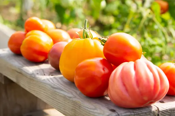 Reife Rote Gelbe Und Orangefarbene Tomaten Gesammelt Garten Ernte Nahaufnahme — Stockfoto