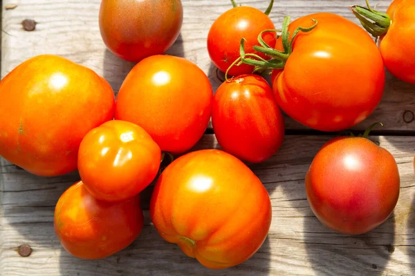Reife Rote Gelbe Und Orangefarbene Tomaten Gesammelt Garten Ernte Nahaufnahme — Stockfoto