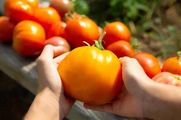 Reife Große Orangefarbene Tomate Den Händen Eines Kindes Ernte Garten — Stockfoto