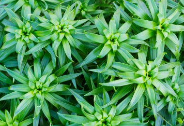 Henüz yapraklarla çiçek açan bir zambak değil. Yakın çekim dokusu.