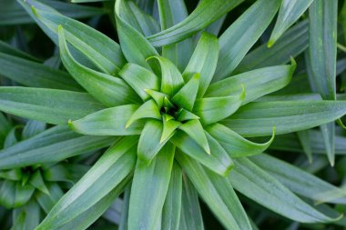 Henüz yapraklarla çiçek açan bir zambak değil. Yakın çekim dokusu.