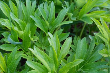 Yeşil sulu şakayık yaprakları. Yakın plan. Arka plan. Metin için yer