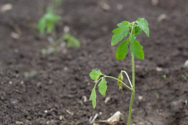 Virüs belirtileri gösteren küçük domates tohumları. Yere iniyor. Kök salan fidanlar.