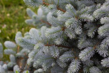 Mavi ladin yemyeşil ve güzel dalları. Yazın bahçede. Kozalaklı bitkiler. Yakın plan. Metnin için yer.