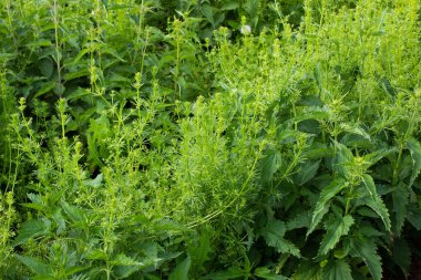 Urtica dioica ya da ısırgan otu şurubu. Isırgan otu yaprakları. Yakın plan..