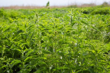 Urtica dioica ya da ısırgan otu şurubu. Isırgan otu yaprakları. Yakın plan..