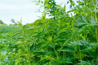 Urtica dioica ya da ısırgan otu şurubu. Isırgan otu yaprakları. Yakın plan..