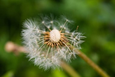 Olgun karahindiba yakından. Bulanık bir arkaplanda yakın plan. Beyaz karahindiba topu. Metnin için yer.