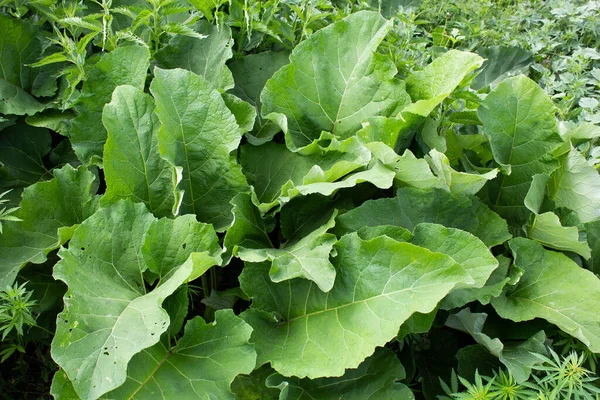 Burdock Green Huge Leaves Close Medicinal Herbs Place Your Text — Stock Photo, Image