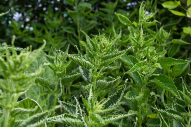 Isırgan otu ya da ısırgan otu sokması. İlaç bitkileri. Isırgan otundan yeşil yapraklar. Tarla ısırgan otlarıyla kaplanmış. Yakın plan..