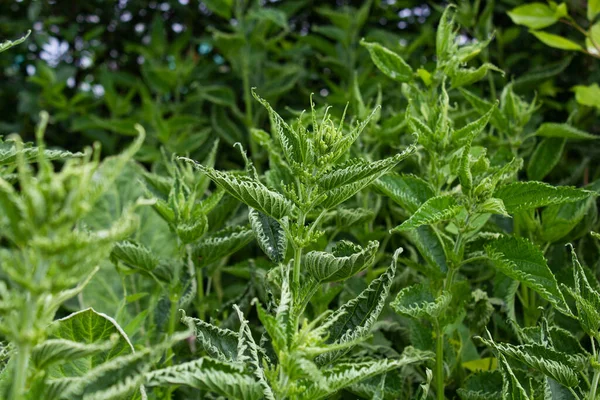 Isırgan otu ya da ısırgan otu sokması. İlaç bitkileri. Isırgan otundan yeşil yapraklar. Tarla ısırgan otlarıyla kaplanmış. Yakın plan..