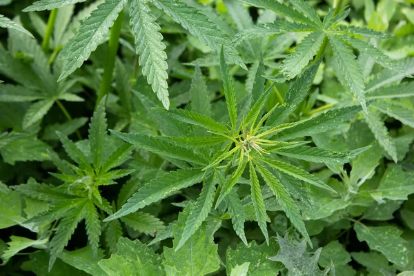 Cannabis. Growing a plant. Hemp green leaves close up.