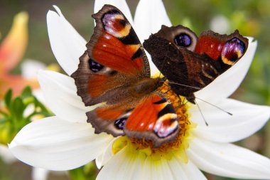 İki güzel kelebek Tavuskuşu Gözü (Aglais io) beyaz bir papatyada nektar toplar. Bahçede bir yaz. Yakın plan. Metnin için yer.