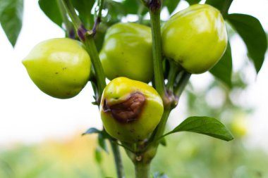 Sıcak yaz mevsiminde nem eksikliği nedeniyle bir dalda biber çürür. Fusarium. Sebze hastalıkları. Yakın plan..