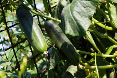 Bahçedeki kırbacın üzerinde iki tane olgun salatalık asılı. Yakın plan. Sağlıklı sebzeler.