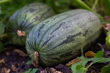 Bahçede iki olgun kabak kabağı yatıyor. Sağlıklı sebzeler. Yakın plan..