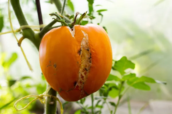 Reife Orangefarbene Tomaten Hängen Einem Zweig Riss Und Begann Verrotten — Stockfoto