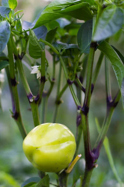 Reife Grüne Mini Paprika Einem Strauch Garten Nahaufnahme — Stockfoto