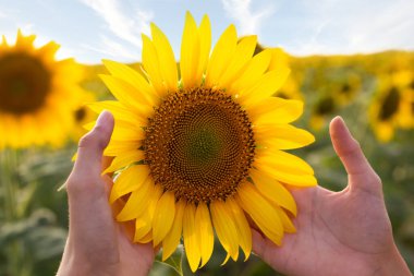 Olgun ayçiçeği bir kızın ellerinde. Yazın tarlada. Yakın plan..