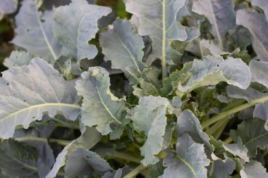 Sebze bahçesinde çiçek açan brokoli. Yeşil yapraklar yakın plan.