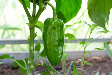 Seradaki bir dala büyük yeşil bir biber asılıyor. Yakın plan. Bahçede sebzeler.