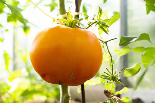 Eine Große Reife Orangefarbene Tomate Hängt Einem Ast Orangene Tomatensorten — Stockfoto