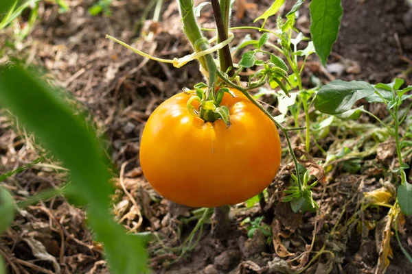 Large Ripe Orange Tomato Hangs Branch Orange Varieties Tomatoes Close — Stock Photo, Image