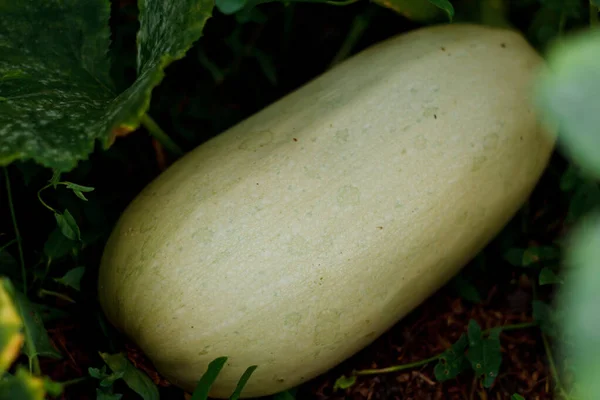 熟したズッキーニのカボチャが庭に横たわっています 健康野菜 — ストック写真