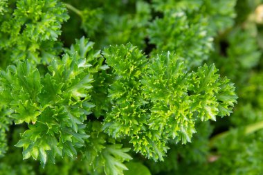 Sulu yeşil bahçe maydanozu. Yapraklara yakın çekim. Yeşil arka plan. Vitaminler.