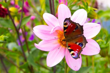 Güzel kelebek Peacock 's Eye (Aglais io) pembe bir papatyada nektar toplar. Bahçede bir yaz. Yakın plan. Metnin için yer.