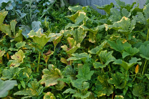 ズッキーニは庭に残し 熱と水分の不足から黄色になります 植物病気だ — ストック写真