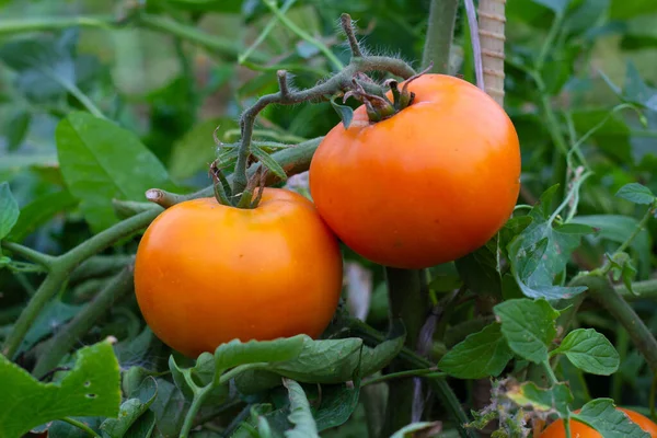 Große Reife Orangefarbene Tomaten Hängen Einem Zweig Garten Nahaufnahme — Stockfoto
