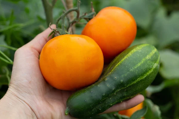 Olgun Domatesler Bir Tarım Uzmanının Ellerinde Salatalık Bahçede Hasat Vitaminler — Stok fotoğraf