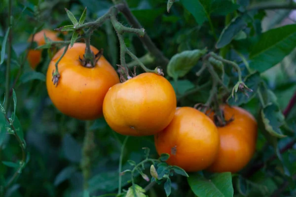 Große Reife Orangefarbene Tomaten Hängen Einem Zweig Garten Nahaufnahme — Stockfoto